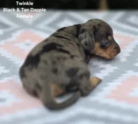 Twinkle, a female Miniature Dachshund for sale in Florence, KY – 5 of 6