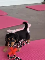 Pringles (long coat), a male Miniature Dachshund for sale in Florence, KY – Photo 2 of 8