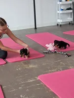 Pringles (long coat), a male Miniature Dachshund for sale in Florence, KY – Photo 4 of 8