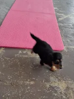 Pringles (long coat), a male Miniature Dachshund for sale in Florence, KY – Photo 7 of 8