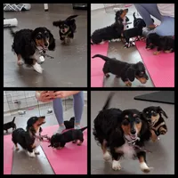 Pringles (long coat), a male Miniature Dachshund for sale in Florence, KY – Photo 8 of 8