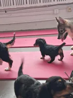 Pringles (long coat), a male Miniature Dachshund for sale in Florence, KY – Photo 6 of 8