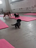 Pringles (long coat), a male Miniature Dachshund for sale in Florence, KY – Photo 5 of 8