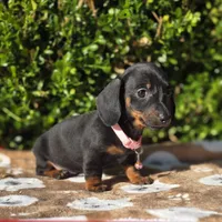 "Levy" - Pink Girl, a female Miniature Dachshund for sale in Florence, KY – 3 of 10