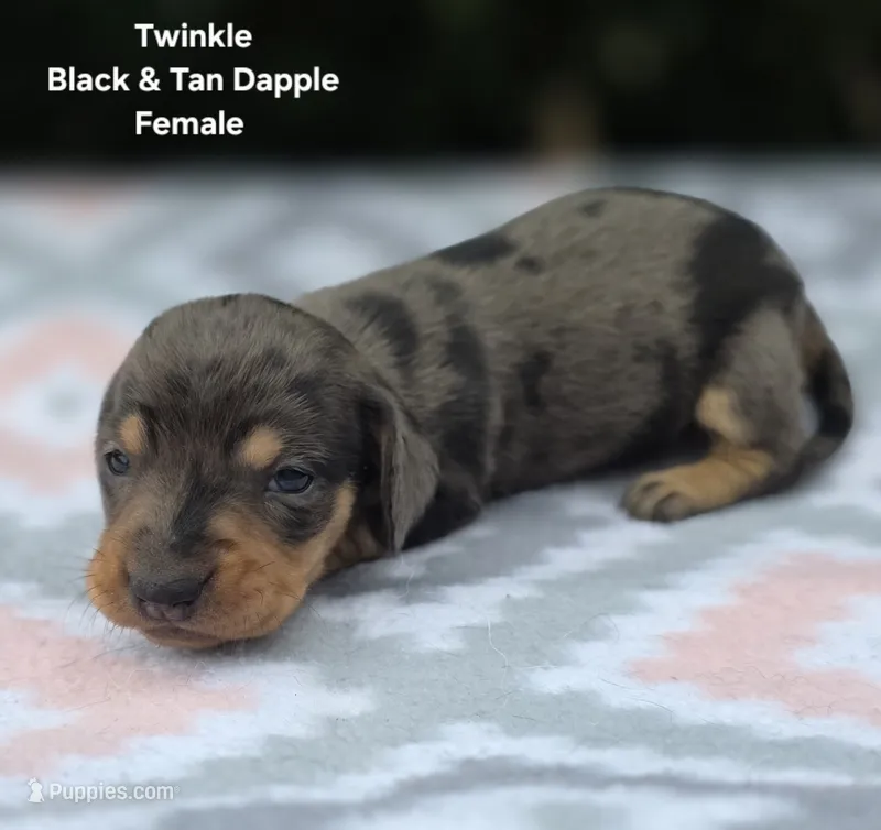 Twinkle – Miniature Dachshund puppy for sale in Florence, KY