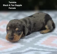 Twinkle, a female Miniature Dachshund for sale in Florence, KY – 3 of 6