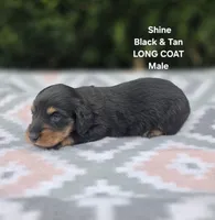 Shine , a male Miniature Dachshund for sale in Florence, KY – 4 of 6
