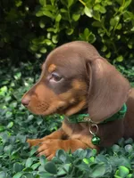 Data, a female Miniature Dachshund for sale in Florence, KY – 6 of 8
