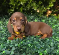 Glitch, a female Miniature Dachshund for sale in Florence, KY – 4 of 6