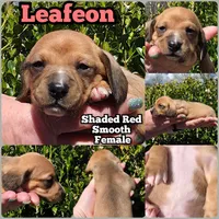 Leafeon, a female Miniature Dachshund for sale in Florence, KY – Photo 2 of 2
