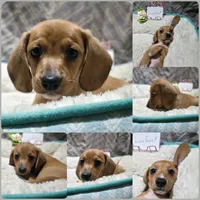 Leafeon, a female Miniature Dachshund for sale in Florence, KY – Photo 1 of 2