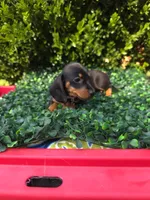 Wifi, a female Miniature Dachshund for sale in Florence, KY – 4 of 5