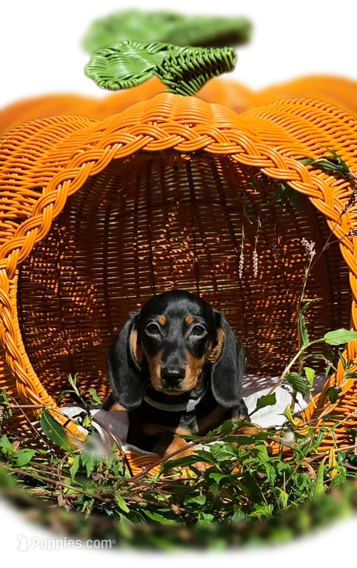 Cyber  – Miniature Dachshund puppy for sale in Florence, KY