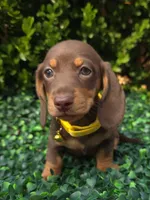 Glitch, a female Miniature Dachshund for sale in Florence, KY – 2 of 6