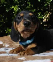 J, a male Miniature Dachshund for sale in Florence, KY – 3 of 7