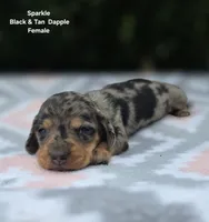 Sparkle , a female Miniature Dachshund for sale in Florence, KY – 3 of 6