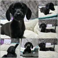 Espeon *Black Smooth*, a female Miniature Dachshund for sale in Florence, KY – Photo 1 of 2