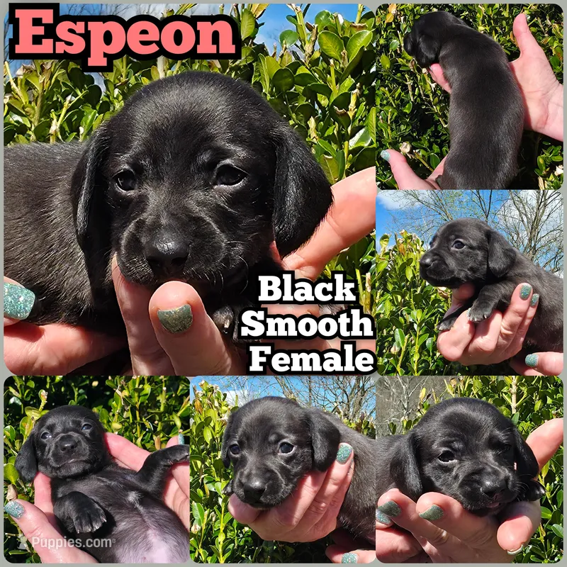T – Miniature Dachshund puppy for sale in Florence, KY