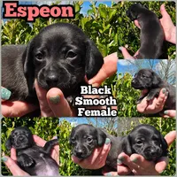 Espeon *Black Smooth*, a female Miniature Dachshund for sale in Florence, KY – Photo 2 of 2
