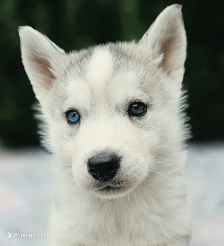 Song  – Siberian Husky puppy for sale in Florence, KY