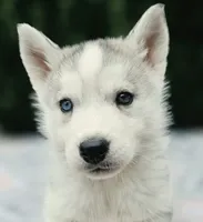 Song , a female Siberian Husky for sale in Florence, KY – 1 of 3