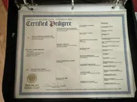 Falkor - AKC*Full Rights*, a male Miniature Dachshund for sale in Florence, KY – Photo 5 of 7