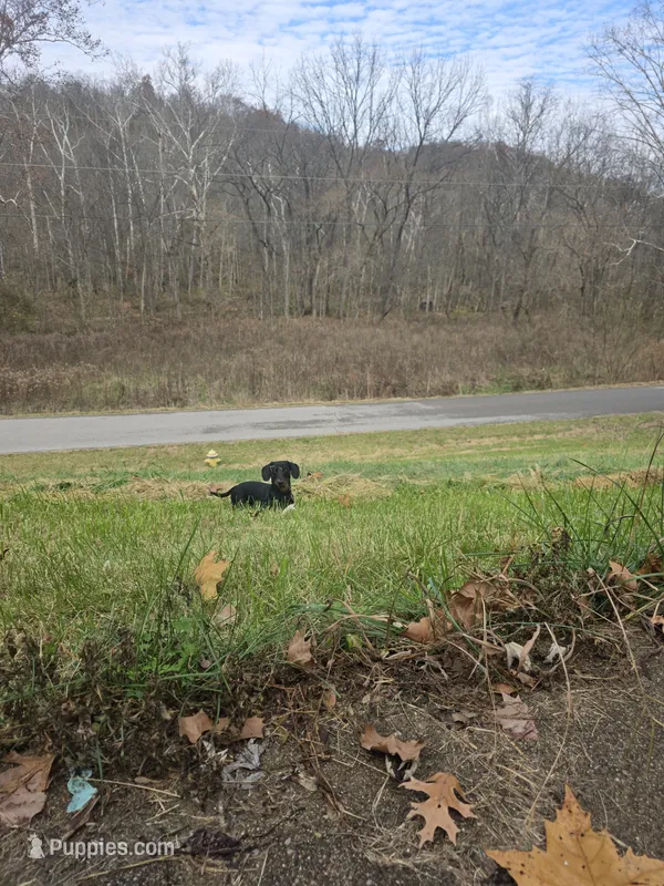 AKC + OFA + Genetic + Titles, a male Miniature Dachshund for sale in Florence, KY – Photo 1 of 6