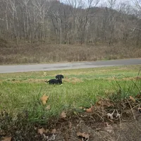 AKC + OFA + Genetic + Titles, a male Miniature Dachshund for sale in Florence, KY – Photo 2 of 7