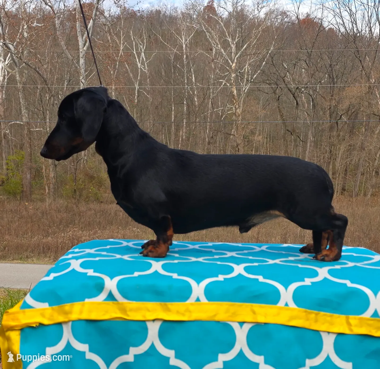 Falkor - AKC*Full Rights*