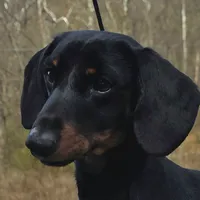 AKC + OFA + Genetic + Titles, a male Miniature Dachshund for sale in Florence, KY – Photo 7 of 7