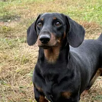 AKC + OFA + Genetic + Titles, a male Miniature Dachshund for sale in Florence, KY – Photo 4 of 7