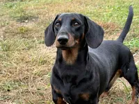 Falkor - AKC*Full Rights*, a male Miniature Dachshund for sale in Florence, KY – Photo 4 of 7