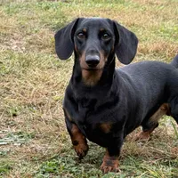 AKC + OFA + Genetic + Titles, a male Miniature Dachshund for sale in Florence, KY – Photo 6 of 7