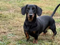 Falkor - AKC*Full Rights*, a male Miniature Dachshund for sale in Florence, KY – Photo 6 of 7