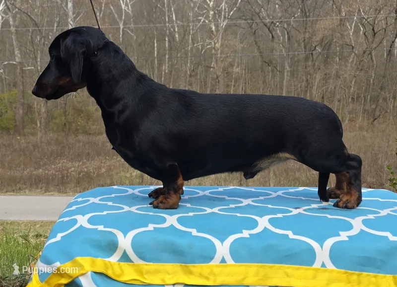 AKC + OFA + Genetic + Titles – Miniature Dachshund puppy for sale in Florence, KY