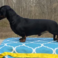 AKC + OFA + Genetic + Titles, a male Miniature Dachshund for sale in Florence, KY – Photo 3 of 7