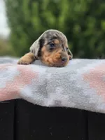 Sparkle , a female Miniature Dachshund for sale in Florence, KY – 6 of 6