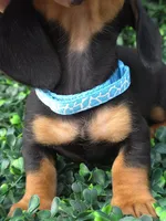 Static, a male Miniature Dachshund for sale in Florence, KY – 2 of 5