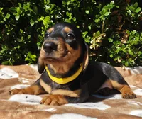 T, a male Miniature Dachshund for sale in Florence, KY – 2 of 6