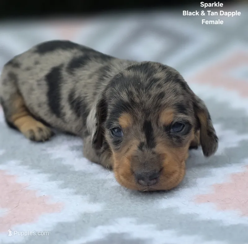 Sparkle  – Miniature Dachshund puppy for sale in Florence, KY