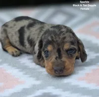 Sparkle , a female Miniature Dachshund for sale in Florence, KY – 1 of 6