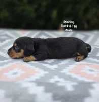 Sterling , a male Miniature Dachshund for sale in Florence, KY – 4 of 6