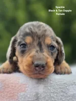 Sparkle , a female Miniature Dachshund for sale in Florence, KY – 5 of 6