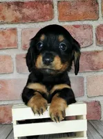 Pita . . . Long Coat, a female Miniature Dachshund for sale in Florence, KY – Photo 10 of 10