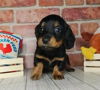 Pita . . . Long Coat, a female Miniature Dachshund for sale in Florence, KY – Photo 1 of 10