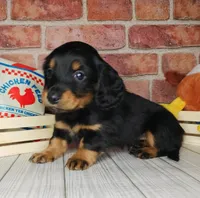 Pita . . . Long Coat, a female Miniature Dachshund for sale in Florence, KY – Photo 6 of 10