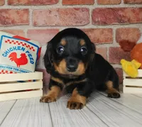 Pita . . . Long Coat, a female Miniature Dachshund for sale in Florence, KY – Photo 9 of 10