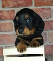 Pita . . . Long Coat, a female Miniature Dachshund for sale in Florence, KY – Photo 7 of 10