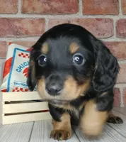 Pita . . . Long Coat, a female Miniature Dachshund for sale in Florence, KY – Photo 4 of 10