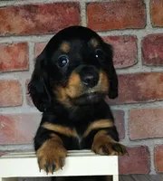 Pita . . . Long Coat, a female Miniature Dachshund for sale in Florence, KY – Photo 5 of 10